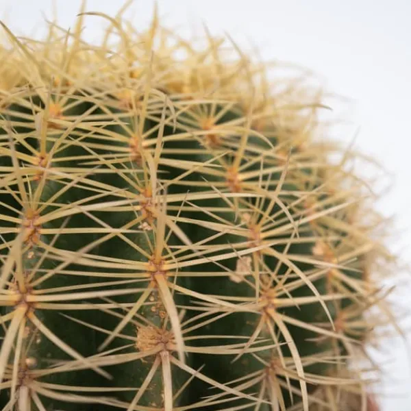 Krukkeplanter Indendørs^Guldkugle - Echinocactus grusonii - Højde 25-35cm - ⌀25cm