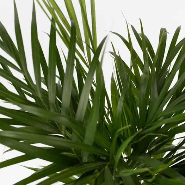 Krukkeplanter Indendørs^Guldpalme - Dypsis lutescens - Højde 100-120cm - ⌀21cm