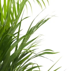 Discount Guldpalme - Dypsis lutescens - Højde 140-150cm - ⌀27cm Krukkeplanter Indendørs
