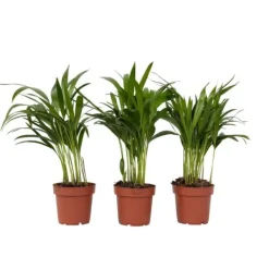 Krukkeplanter Indendørs^Guldpalme - Sæt med 3 - Dypsis lutescens - Højde 30-45cm - ⌀12cm