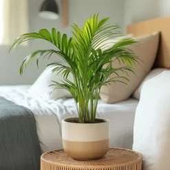 Krukkeplanter Indendørs^Guldpalme - Sæt med 3 - Dypsis lutescens - Højde 30-45cm - ⌀12cm