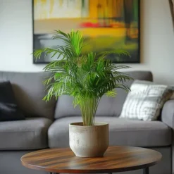 Krukkeplanter Indendørs^Guldpalme - Sæt med 3 - Dypsis lutescens - Højde 30-45cm - ⌀12cm