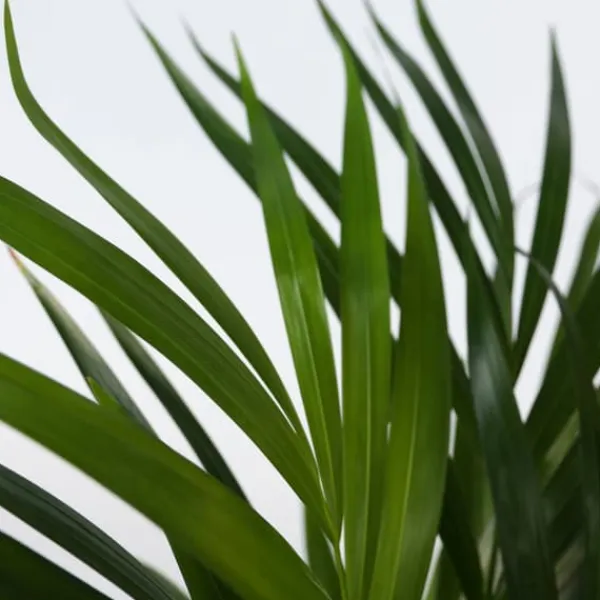 Krukkeplanter Indendørs^Guldpalme - Sæt med 3 - Dypsis lutescens - Højde 30-45cm - ⌀12cm
