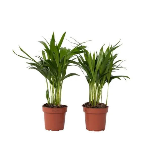 Krukkeplanter Indendørs^Guldpalme - Sæt med 2 - Dypsis lutescens - Højde 30-45cm - ⌀12cm
