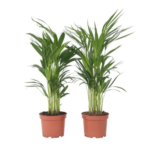 Krukkeplanter Indendørs^Guldpalme - Sæt med 4 - Dypsis lutescens - Højde 60-70cm - ⌀17cm