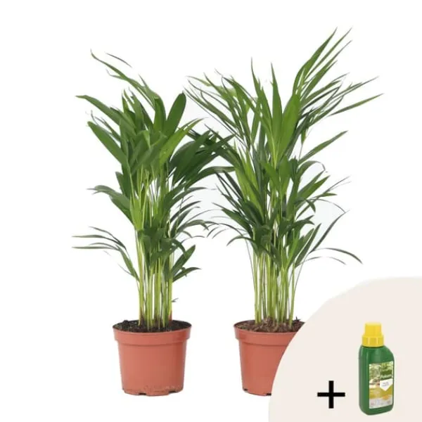 Hot Guldpalme - Sæt med 2 - Dypsis lutescens - Højde 60-70cm - ⌀17cm Krukkeplanter Indendørs