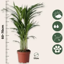 Hot Guldpalme - Sæt med 2 - Dypsis lutescens - Højde 60-70cm - ⌀17cm Krukkeplanter Indendørs