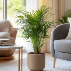 Hot Guldpalme - Sæt med 2 - Dypsis lutescens - Højde 60-70cm - ⌀17cm Krukkeplanter Indendørs