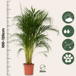 Krukkeplanter Indendørs^Guldpalme - Sæt med 2 - Dypsis lutescens - Højde 100-120cm - ⌀21cm