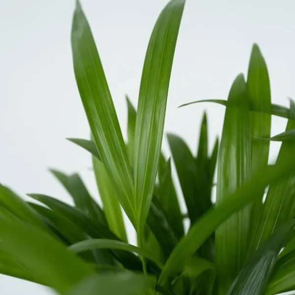 Krukkeplanter Indendørs^Guldpalme - Sæt med 2 - Dypsis lutescens - Højde 100-120cm - ⌀21cm