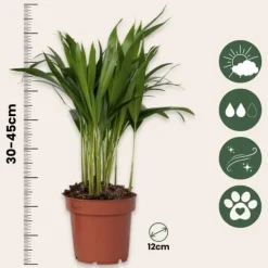 Krukkeplanter Indendørs^Guldpalme - Sæt med 4 - Dypsis lutescens - Højde 30-45cm - ⌀12cm