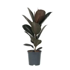 Outlet Gummitræ - Ficus Elastica 'Abidjan' - Højde 75-100cm - ⌀24cm Krukkeplanter Indendørs