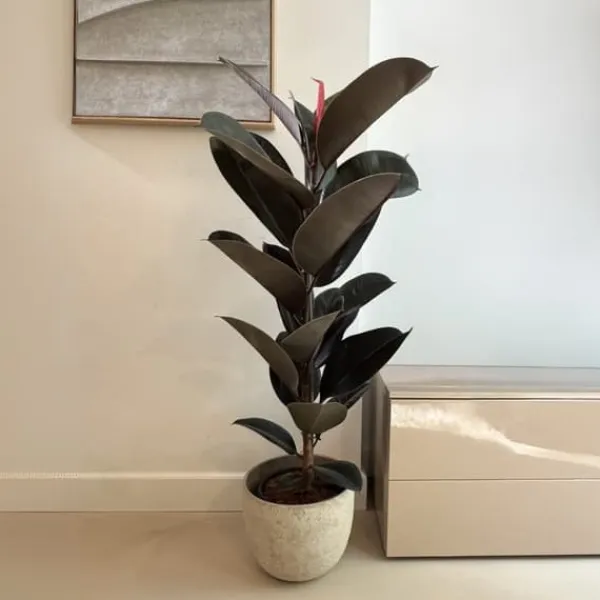 Outlet Gummitræ - Ficus Elastica 'Abidjan' - Højde 75-100cm - ⌀24cm Krukkeplanter Indendørs