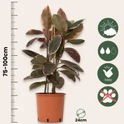 Clearance Gummitræ - Ficus Elastica 'Belize' - Højde 75-100cm - ⌀24cm Krukkeplanter Indendørs