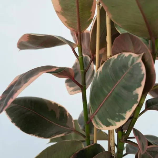 Clearance Gummitræ - Ficus Elastica 'Belize' - Højde 75-100cm - ⌀24cm Krukkeplanter Indendørs