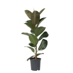 Krukkeplanter Indendørs^Gummitræ - Ficus Elastica 'Robusta' - Højde 75-100cm - ⌀24cm