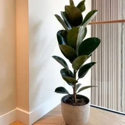 Krukkeplanter Indendørs^Gummitræ - Ficus Elastica 'Robusta' - Højde 75-100cm - ⌀24cm