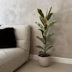 Krukkeplanter Indendørs^Gummitræ - Ficus Elastica 'Tineke' - Højde 75-100cm - ⌀24cm