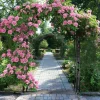 Discount Havebue & Espalier - Gotisk Bue - 216 cm Høj - Pulverlakeret Jern - Til Klatreplanter & Bryllup - Udendørs - Sort Buer, Spalier, Lysthuse Uden Tag