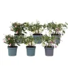Hot Havefuchsia - Sæt med 6 - Fuchsia magellanica - Højde 10-20cm - ⌀9cm Blomster