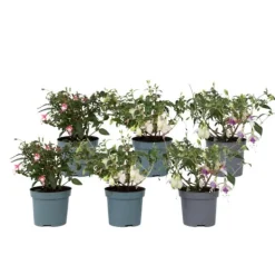Hot Havefuchsia - Sæt med 6 - Fuchsia magellanica - Højde 10-20cm - ⌀9cm Blomster