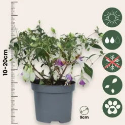 Hot Havefuchsia - Sæt med 6 - Fuchsia magellanica - Højde 10-20cm - ⌀9cm Blomster