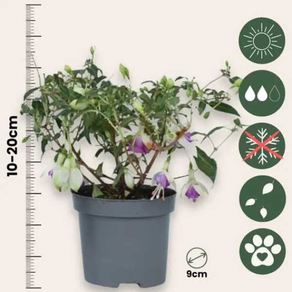 Hot Havefuchsia - Sæt med 6 - Fuchsia magellanica - Højde 10-20cm - ⌀9cm Blomster
