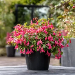 Hot Havefuchsia - Sæt med 6 - Fuchsia magellanica - Højde 10-20cm - ⌀9cm Blomster