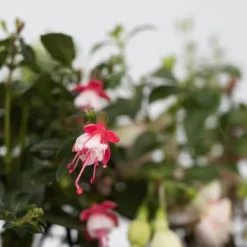 Hot Havefuchsia - Sæt med 6 - Fuchsia magellanica - Højde 10-20cm - ⌀9cm Blomster