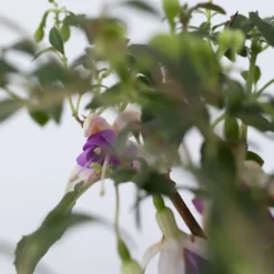 Hot Havefuchsia - Sæt med 6 - Fuchsia magellanica - Højde 10-20cm - ⌀9cm Blomster