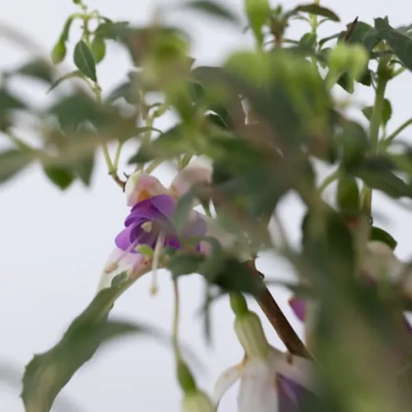 Hot Havefuchsia - Sæt med 6 - Fuchsia magellanica - Højde 10-20cm - ⌀9cm Blomster