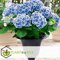 Outlet Havehortensia - Sæt 3 - Hydrangea macrophylla 'Bavaria' - Højde 25-40cm - ⌀9cm Blomster