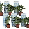 Havehortensia - Sæt 6 - Hydrangea macrophylla 'Bavaria' - Højde 25-40cm - ⌀9cm Blomster