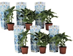 Havehortensia - Sæt 6 - Hydrangea macrophylla 'Bavaria' - Højde 25-40cm - ⌀9cm Blomster