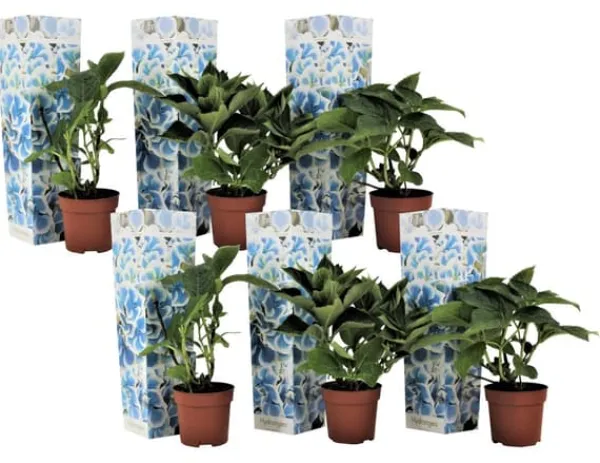Havehortensia - Sæt 6 - Hydrangea macrophylla 'Bavaria' - Højde 25-40cm - ⌀9cm Blomster