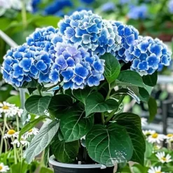 Havehortensia - Sæt 6 - Hydrangea macrophylla 'Bavaria' - Højde 25-40cm - ⌀9cm Blomster