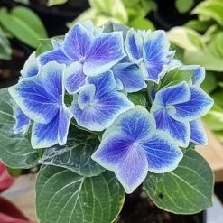 Havehortensia - Sæt 6 - Hydrangea macrophylla 'Bavaria' - Højde 25-40cm - ⌀9cm Blomster