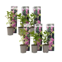 Blomster^Havehortensia - Sæt med 6 - Hydrangea 'Early Pink' - Højde 25-40cm - ⌀9cm