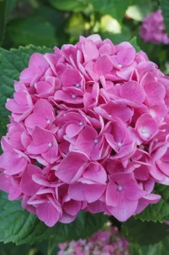 Blomster^Havehortensia - Sæt med 6 - Hydrangea 'Early Pink' - Højde 25-40cm - ⌀9cm