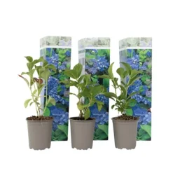 New Havehortensia - Sæt med 3 - Hydrangea 'Early Blue' - Højde 25-40cm - ⌀9cm Blomster