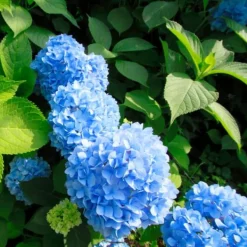 New Havehortensia - Sæt med 3 - Hydrangea 'Early Blue' - Højde 25-40cm - ⌀9cm Blomster