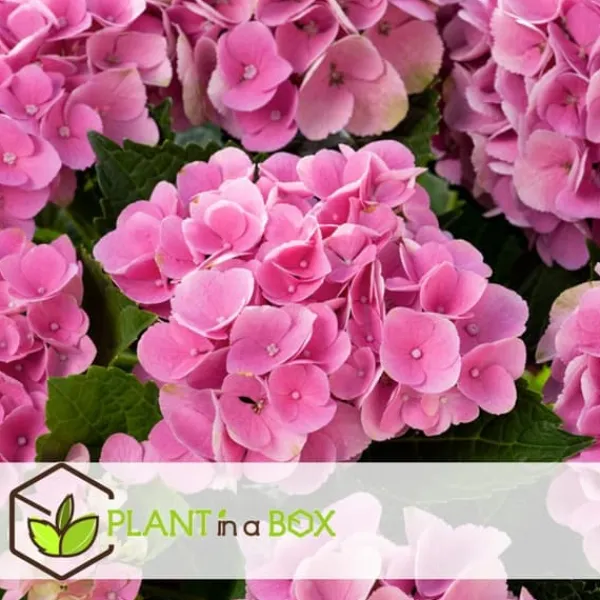 Sale Havehortensia - Sæt med 6 - Hydrangea macrophylla - Højde 25-40cm - ⌀9cm Blomster