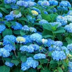 Blomster^Havehortensia - Sæt med 6 - Hydrangea 'Early Blue' - Højde 25-40cm - ⌀9cm