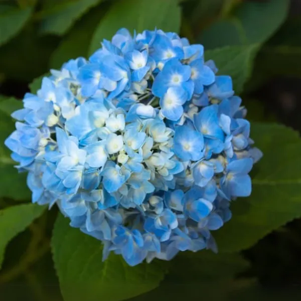 Blomster^Havehortensia - Sæt med 6 - Hydrangea 'Early Blue' - Højde 25-40cm - ⌀9cm