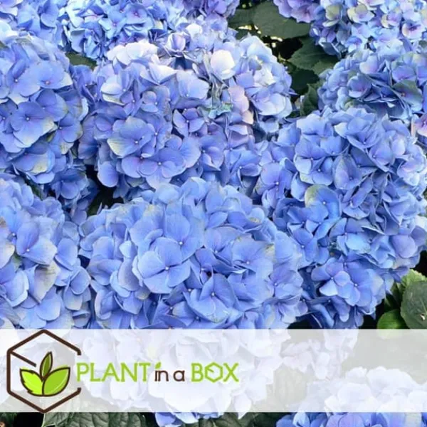 Blomster^Havehortensia - Sæt med 6 - Hydrangea 'Early Blue' - Højde 25-40cm - ⌀9cm