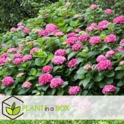 Best Havehortensia - Sæt med 3 - Hydrangea macrophylla - Højde 25-40cm - ⌀9cm Blomster