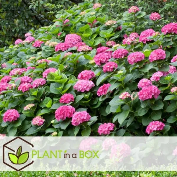 Best Havehortensia - Sæt med 3 - Hydrangea macrophylla - Højde 25-40cm - ⌀9cm Blomster