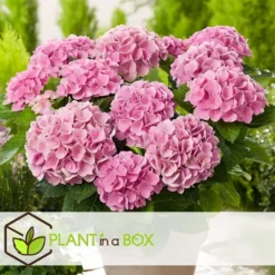 Best Havehortensia - Sæt med 3 - Hydrangea macrophylla - Højde 25-40cm - ⌀9cm Blomster