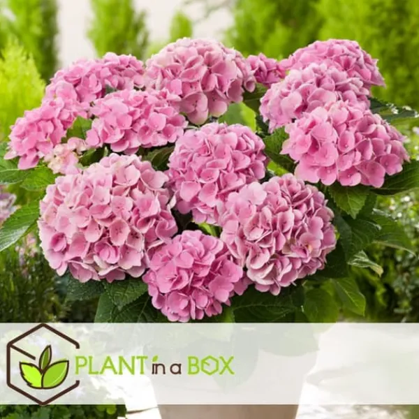 Best Havehortensia - Sæt med 3 - Hydrangea macrophylla - Højde 25-40cm - ⌀9cm Blomster