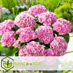 Clearance Havehortensia - Sæt med 3 - Hydrangea 'Early Pink' - Højde 25-40cm - ⌀9cm Buskads